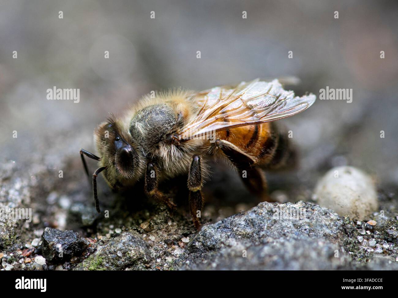 L'ape mellifera occidentale (Apis mellifera), la più comune delle 7–12 specie di api mellifere nel mondo. È un membro della famiglia Apidae dell'ordine Hymenoptera Foto Stock