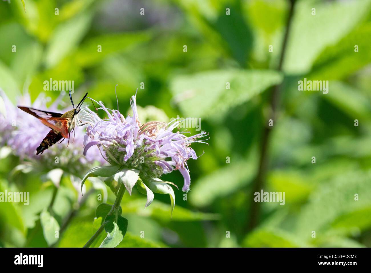 Hemaris thysbe, la Farfalla colibrì, è una falena della famiglia Sphingidae dell'ordine Lepidoptera. Foto Stock