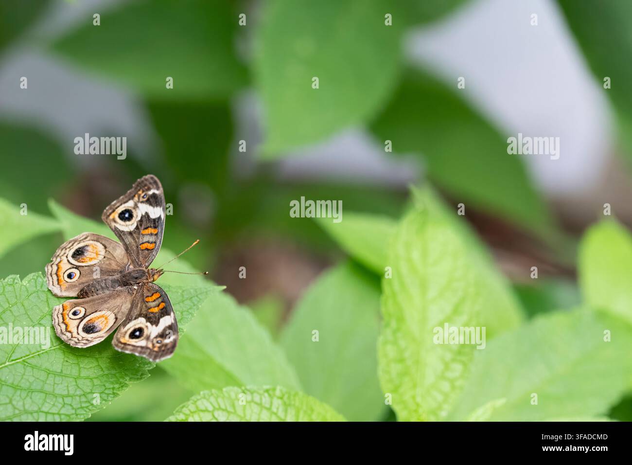 Junonia coenia, noto come Buckeye comune o Buckeye, è una farfalla della famiglia Nymphalidae dell'ordine dei Lepidotteri. Foto Stock