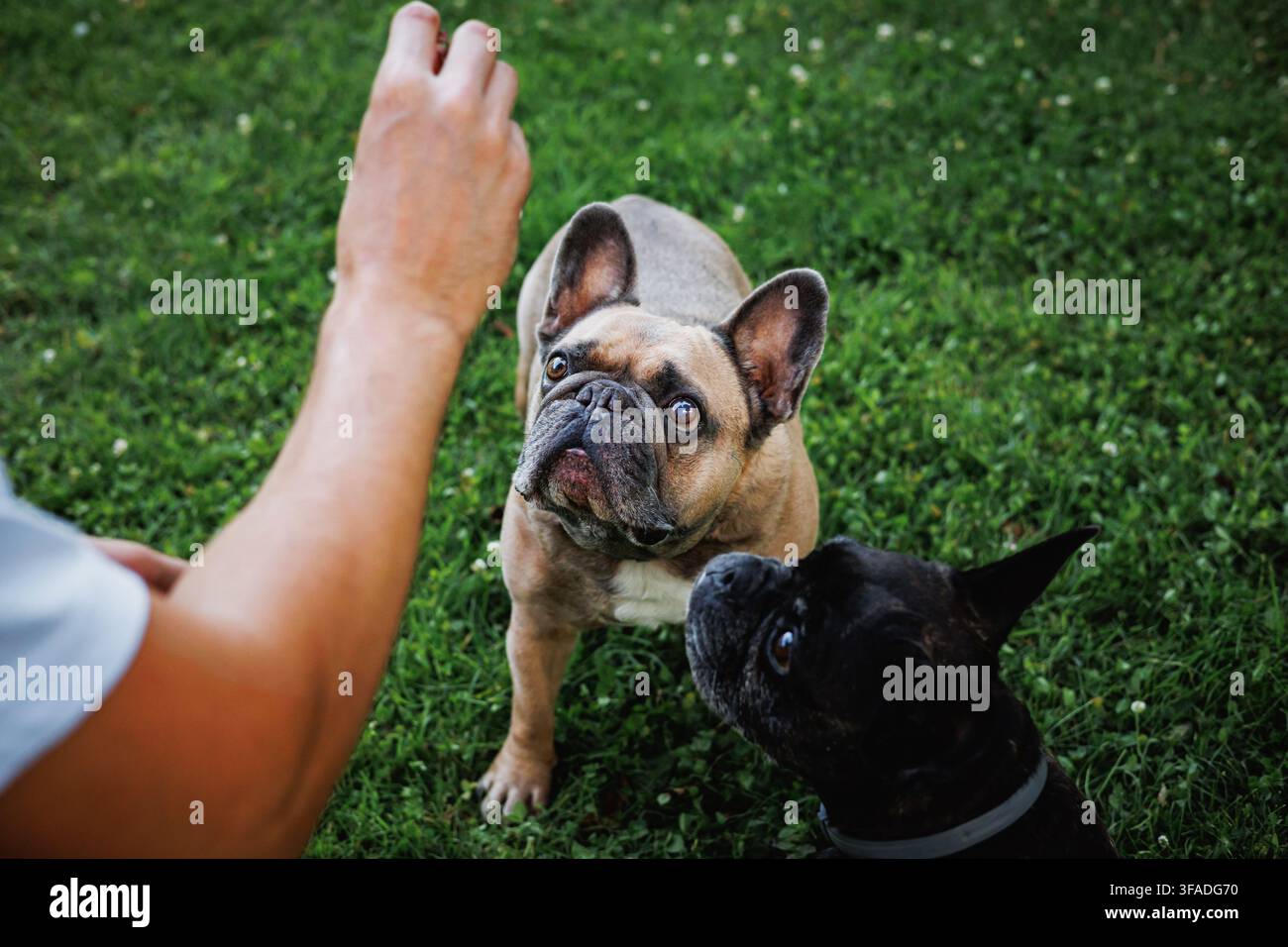 Due bulldog francesi attenti che osservano il loro proprietario durante una sessione di addestramento all'aperto, cani da compagnia concentrati in attesa di una ricompensa sull'erba verde Foto Stock