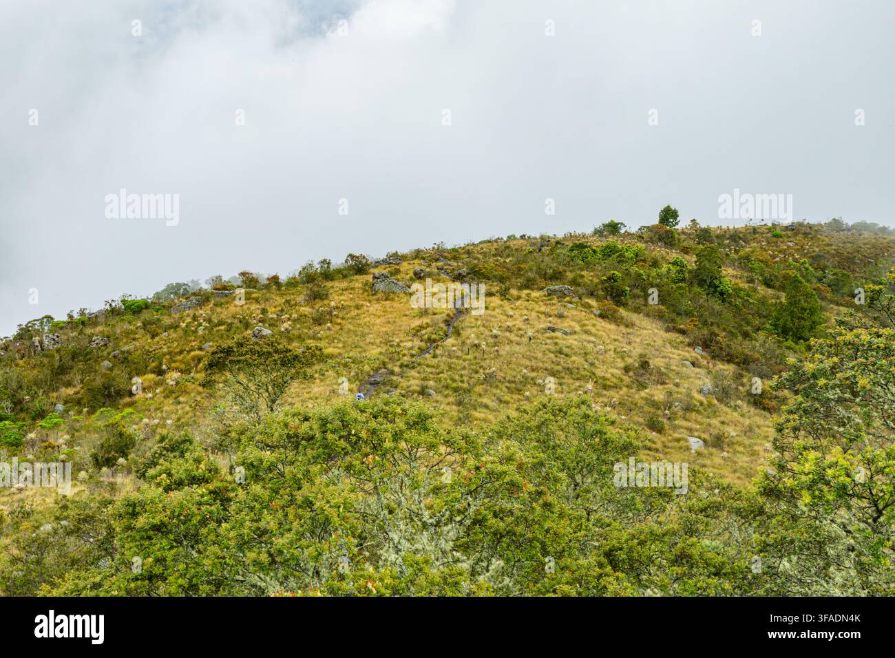 Una collina erbosa avvolta dalla nebbia, con affioramenti rocciosi e vegetazione sparsa sotto un cielo nuvoloso. Foto Stock