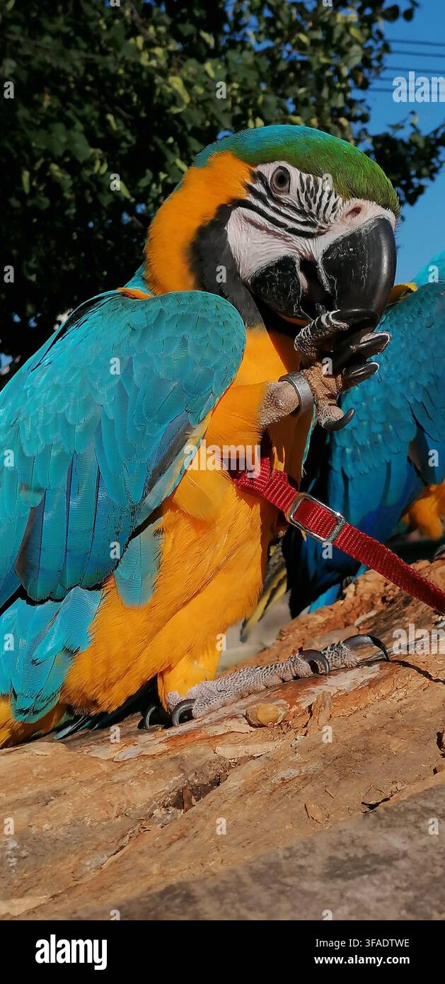 Pappagallo Ara blu e giallo con un'imbracatura rossa e un guinzaglio da addestramento mentre mangia una noce - Immagine stock catturata con smartphone