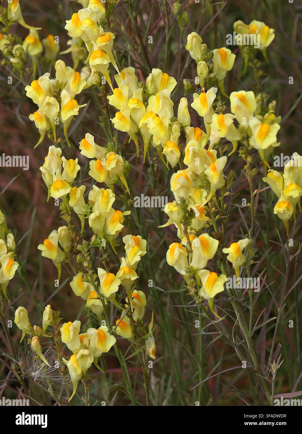 Linaria comune, Linaria vulgaris subsp. vulgaris, Plantaginacee. Hertfordshire, Regno Unito. Linaria vulgaris, la linaria comune, è una specie di piante fiorite Foto Stock