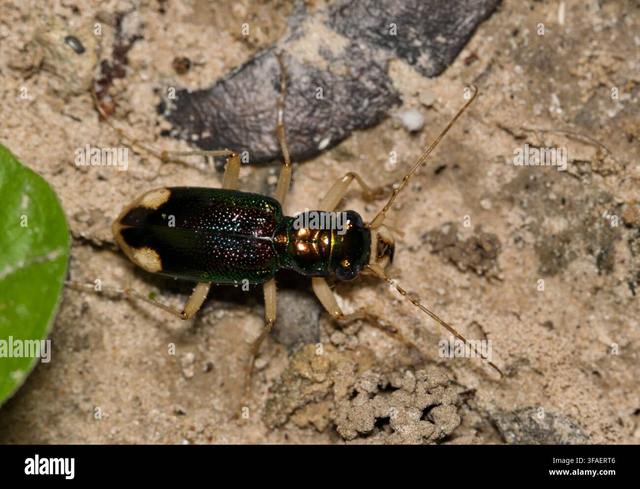 Scarabeo tigre metallico della Carolina Tetracha carolina che striscia sul terreno controllo naturale dei parassiti. Foto Stock