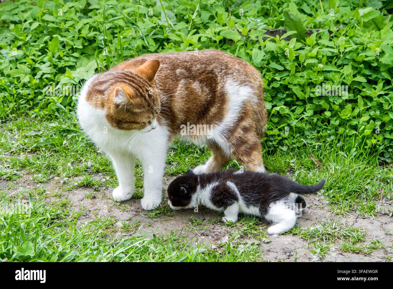 Gatto con un gattino bianco e nero sull'erba. La mamma è un gatto e un gattino. Foto Stock