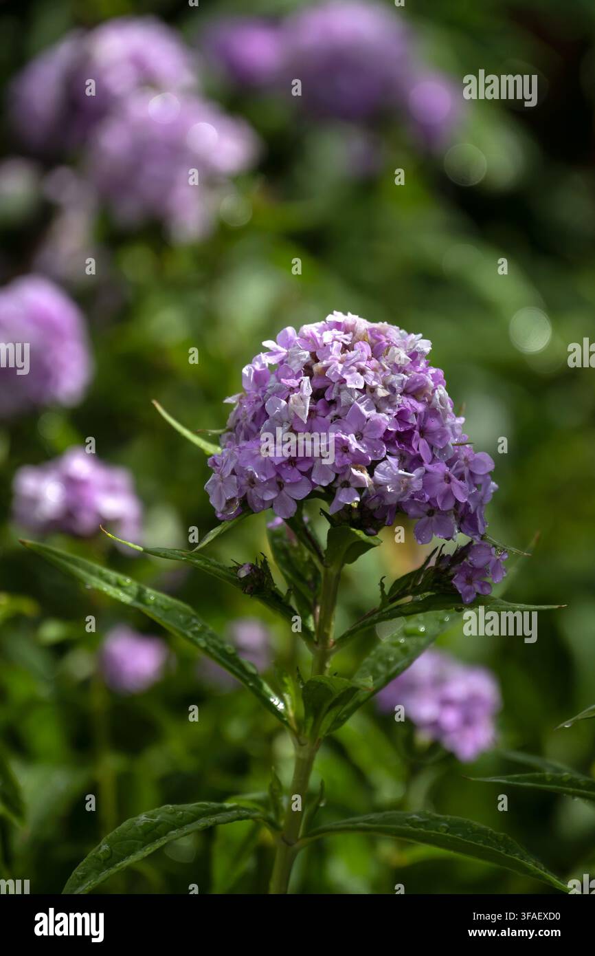 Prima vista dei fiori di Phlox x arendsii 'Hesperis' in un giardino alla fine dell'estate Foto Stock