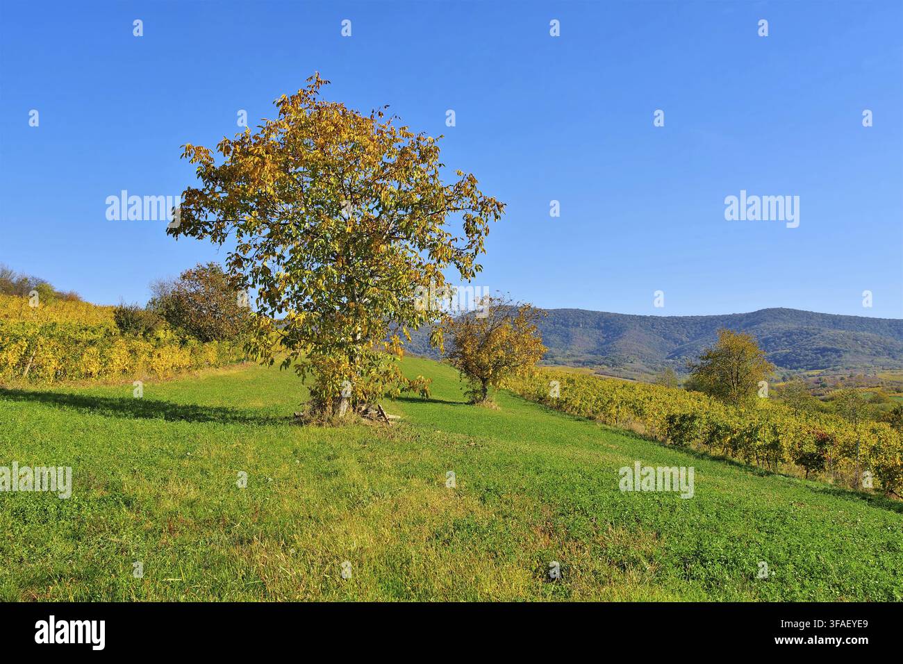 Vigneti Minis-Maderat in Romania, vicino ad Arad - Vigneti Minis-Maderat in Romania, vicino ad Arad Foto Stock