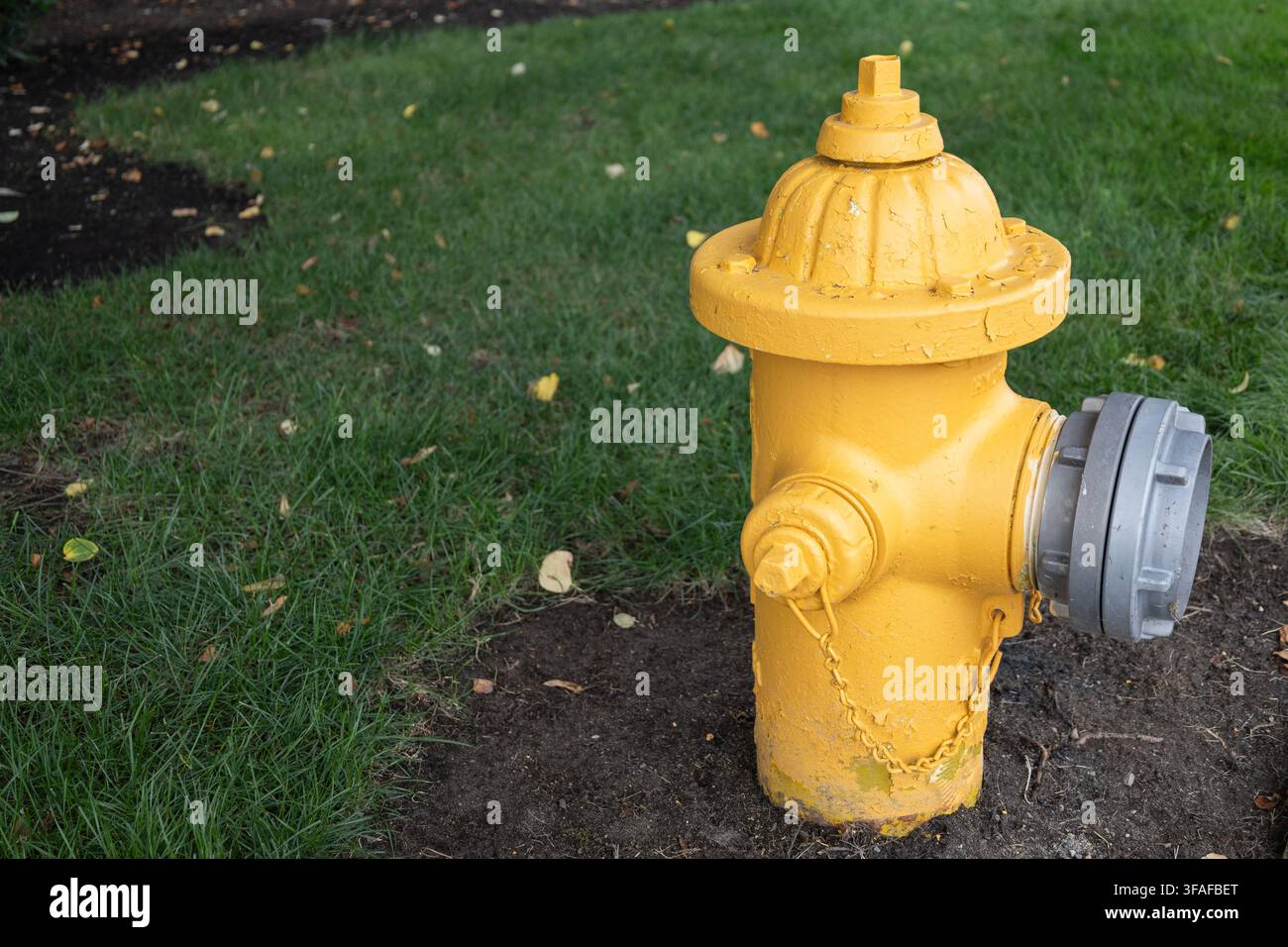 Idrante giallo accanto a un'area erbosa con spazio libero a sinistra. Foto Stock