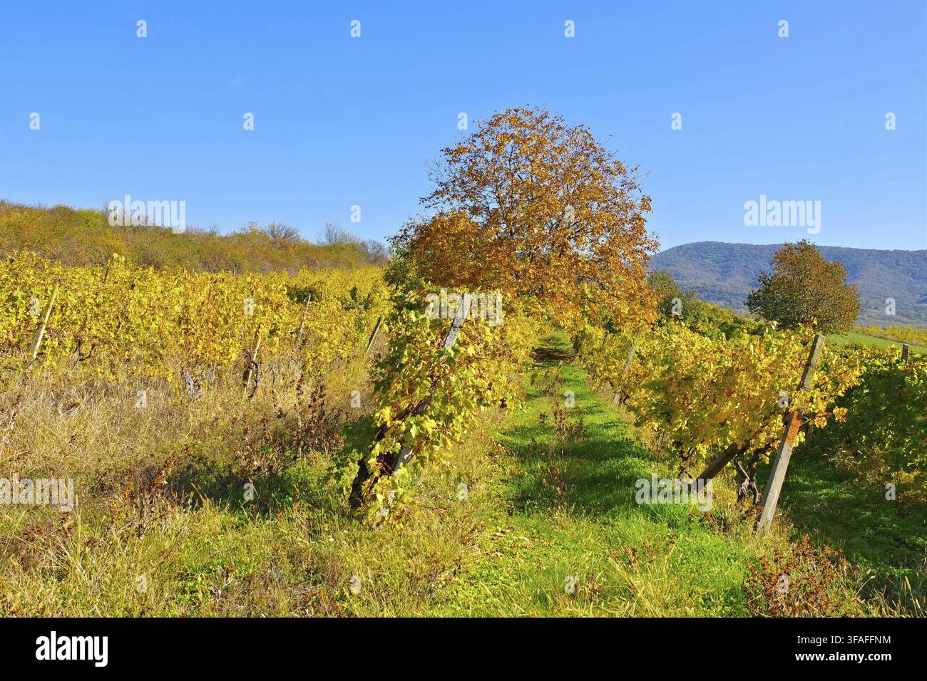 Vigneti Minis-Maderat in Romania, vicino ad Arad - Vigneti Minis-Maderat in Romania, vicino ad Arad Foto Stock