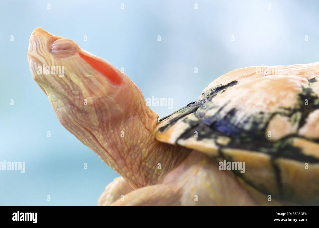 Una tartaruga albina dalle orecchie rosse addormentata ha palpebre traslucide a causa della sua mancanza di pigmentazione Foto Stock