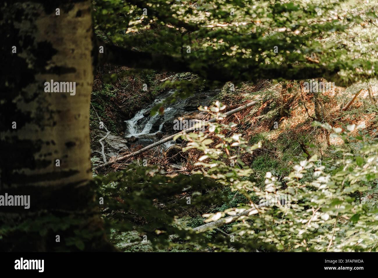 Un ruscello di montagna roccioso scorre attraverso una fitta foresta verde a Kopaonik, Serbia. Acqua fresca, natura selvaggia, escursionismo, ecologia e viaggi nella natura tranquilla Foto Stock