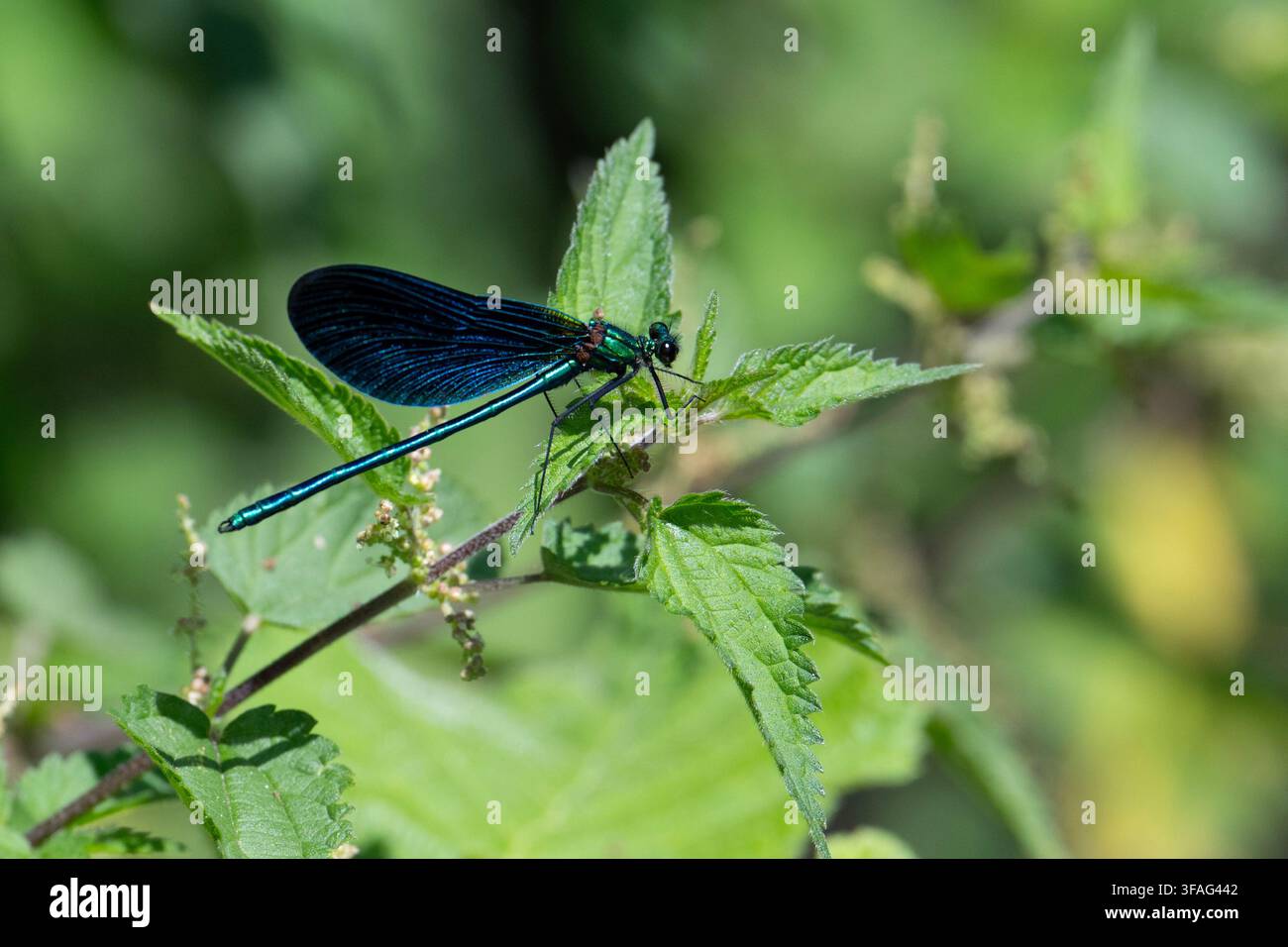 Bellissima libellula (Calopteryx virgo) su una lampo accanto a un ruscello inglese. Foto Stock