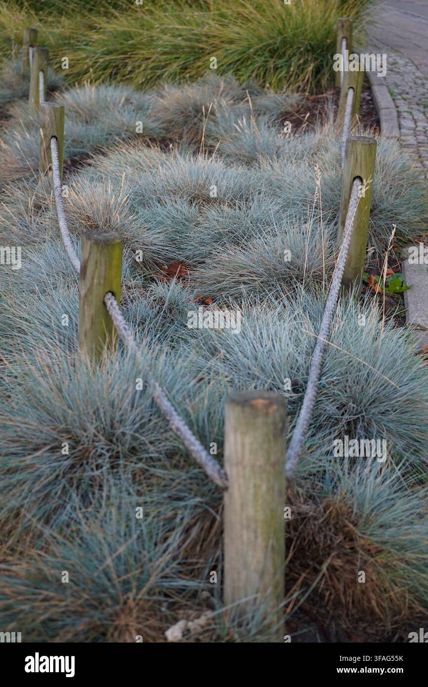 Vista ad angolazione bassa di un sentiero del parco lastricato bordato da erba ornamentale di fescue blu e una rustica recinzione in legno con pali e corda, in prospettiva dinamica. Foto Stock