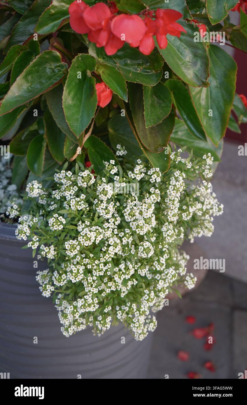 Vaso fiorito vivace con alissumo dolce bianco a cascata in piena fioritura e begonie rosse audaci sopra, un classico arrangiamento da giardino estivo. Foto Stock