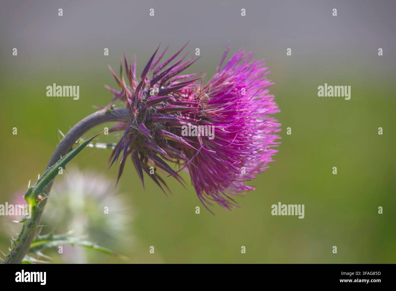 Carduus nutans, cardo pendente, infiorescenza, Germania Foto Stock