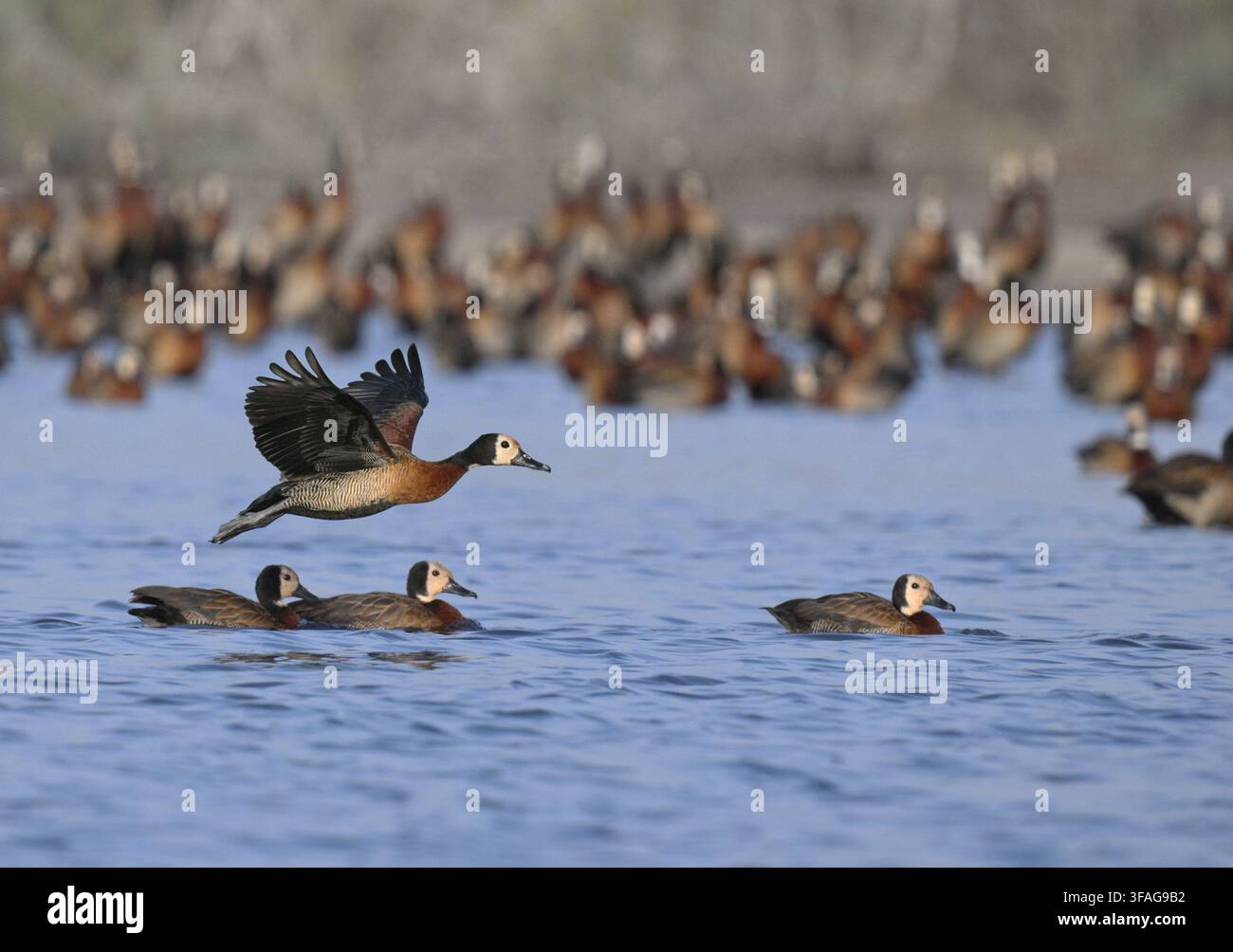 Anatra fischiante dalla faccia bianca – Dendrocygna viduata Foto Stock