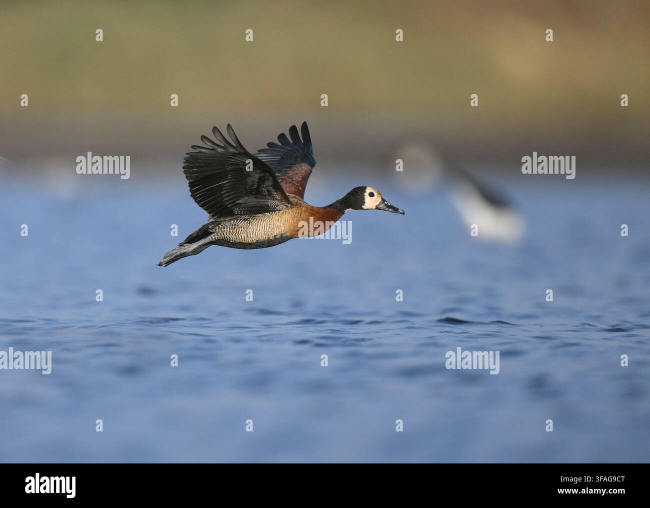 Anatra fischiante dalla faccia bianca – Dendrocygna viduata Foto Stock