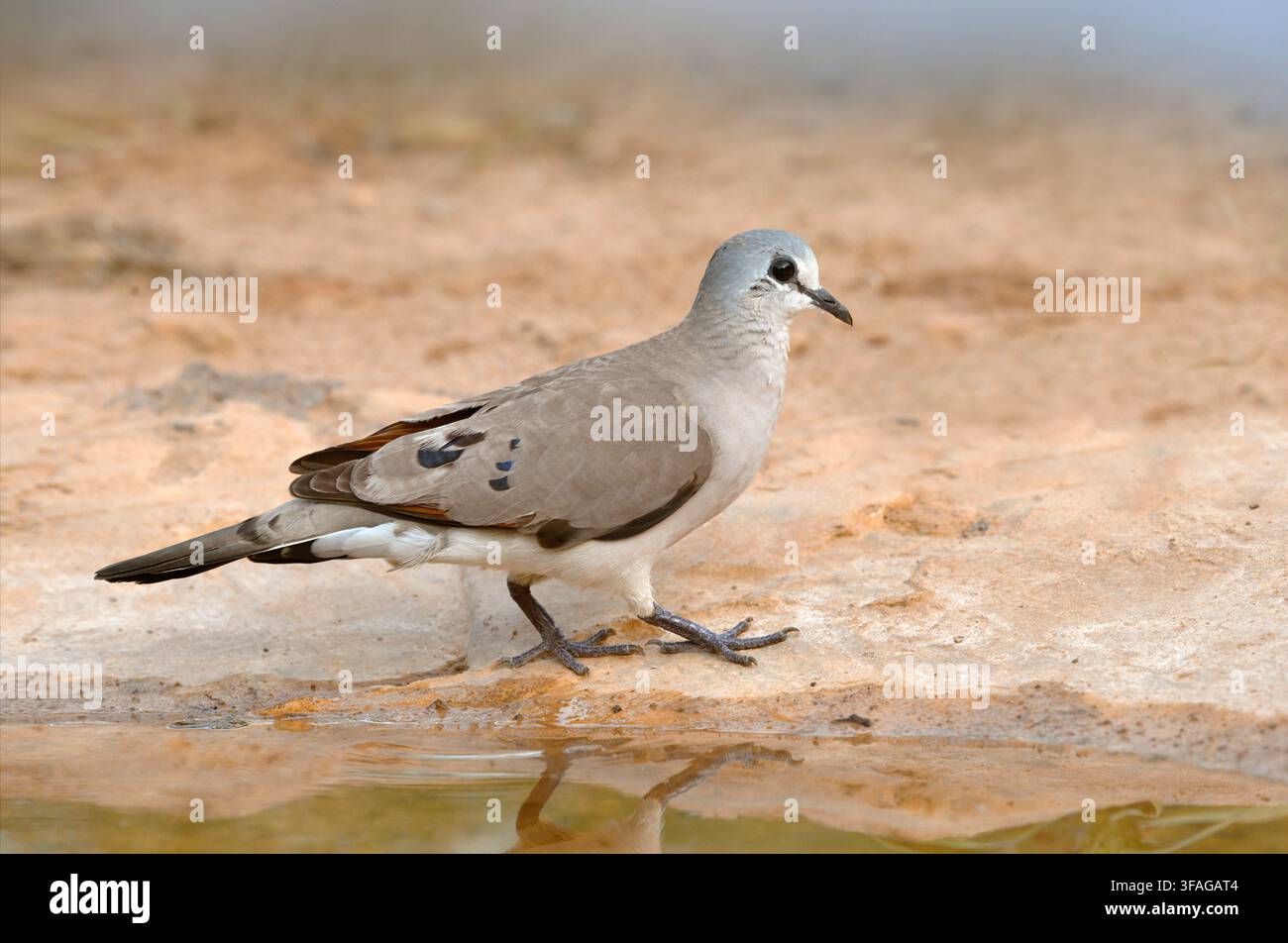 Colomba dal becco nero - Turtus abyssinicus Foto Stock