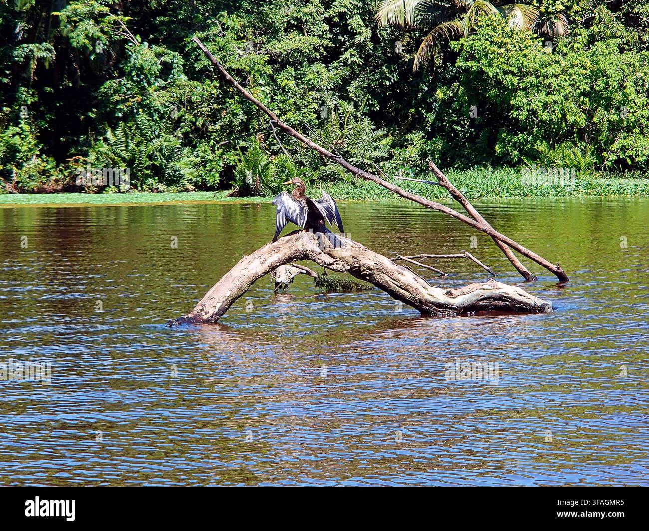 Uccello anhinga con le ali spiegate su un albero caduto nel Parco Nazionale di Tortuguero, Costa Rica Foto Stock