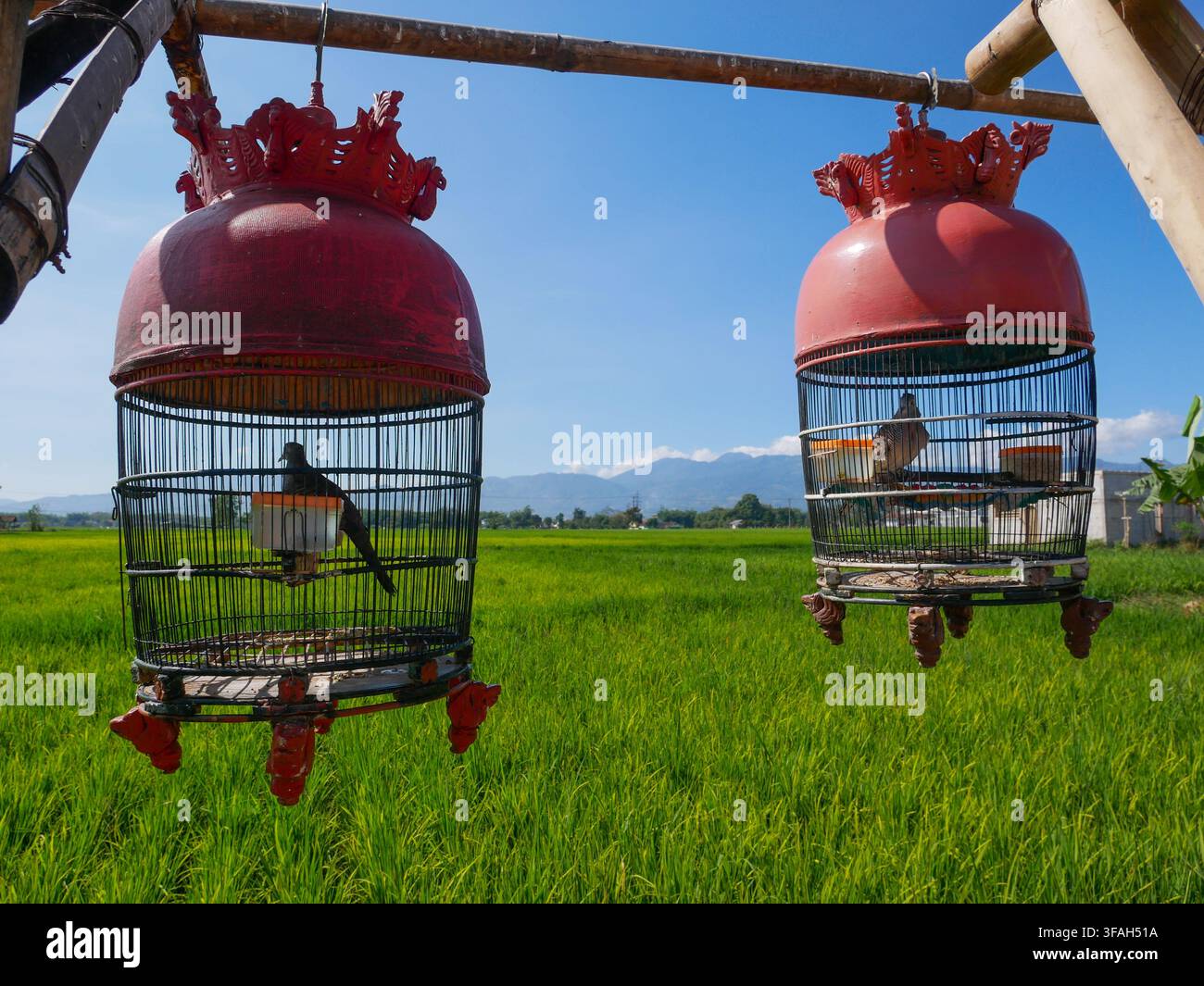 Gabbie per uccelli tradizionali sospese da una struttura di bambù sopra campi di riso panoramici con vista sulle montagne in una giornata di sole a Ciparay, Giava Occidentale, Indonesia Foto Stock