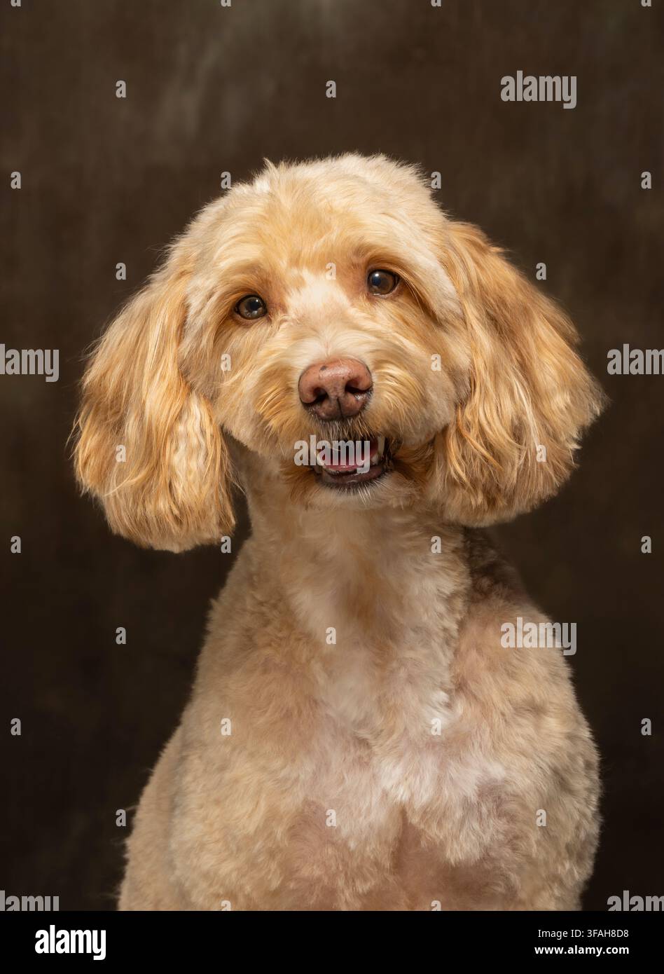 Cane Cockapoo color crema appena tosato seduto e che guarda la telecamera in un ritratto in studio scattato su uno sfondo marrone scuro. Foto Stock