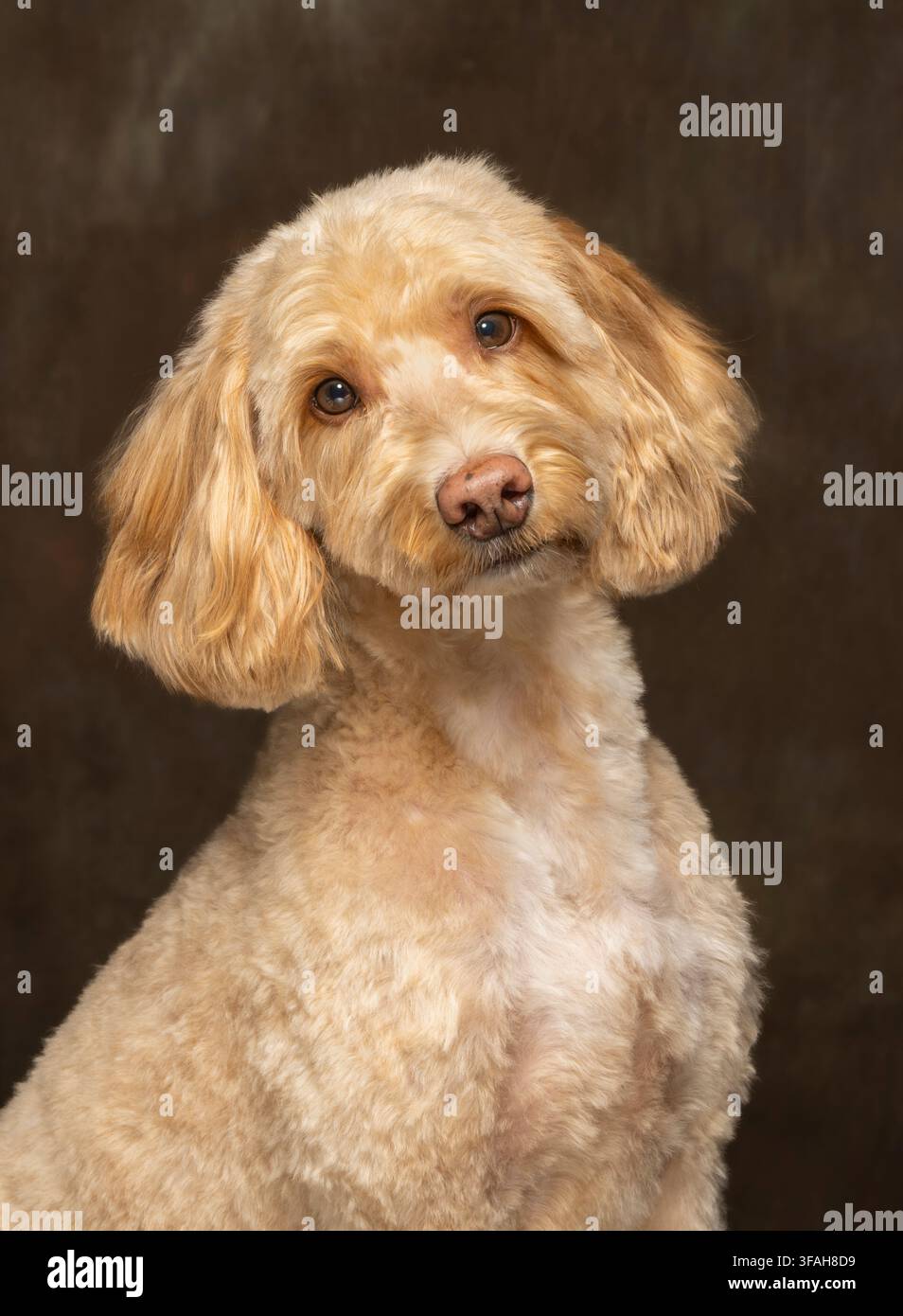 Cane Cockapoo color crema appena tosato seduto e che guarda la telecamera in un ritratto in studio scattato su uno sfondo marrone scuro. Foto Stock