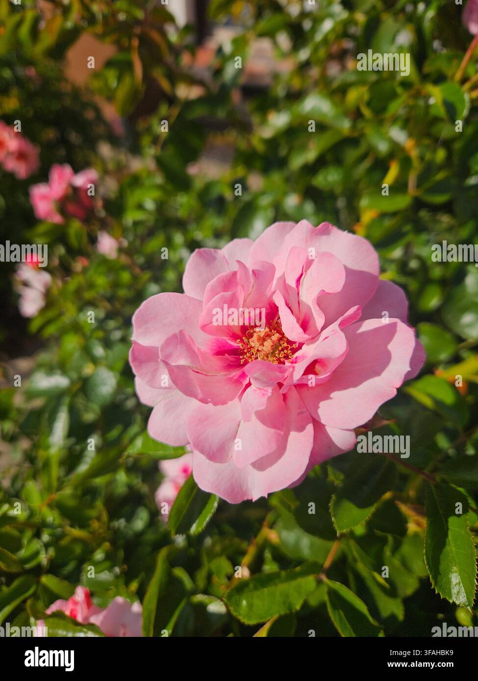 Prima piano di una rosa 'Angel Eyes' persica floribunda in piena fioritura, con petali morbidi lilla-rosa e un occhio distinto magenta-viola scuro - Immagine stock catturata con smartphone