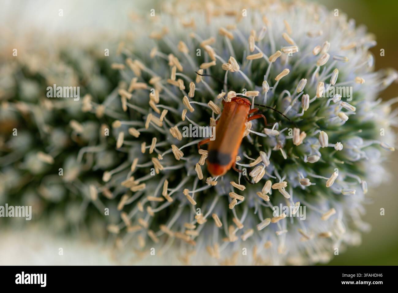 Coleottero soldato rosso comune (Rhagonycha fulva) alla ricerca di polline e nettare sull'erigio gigante (Eryngium giganteum) Foto Stock