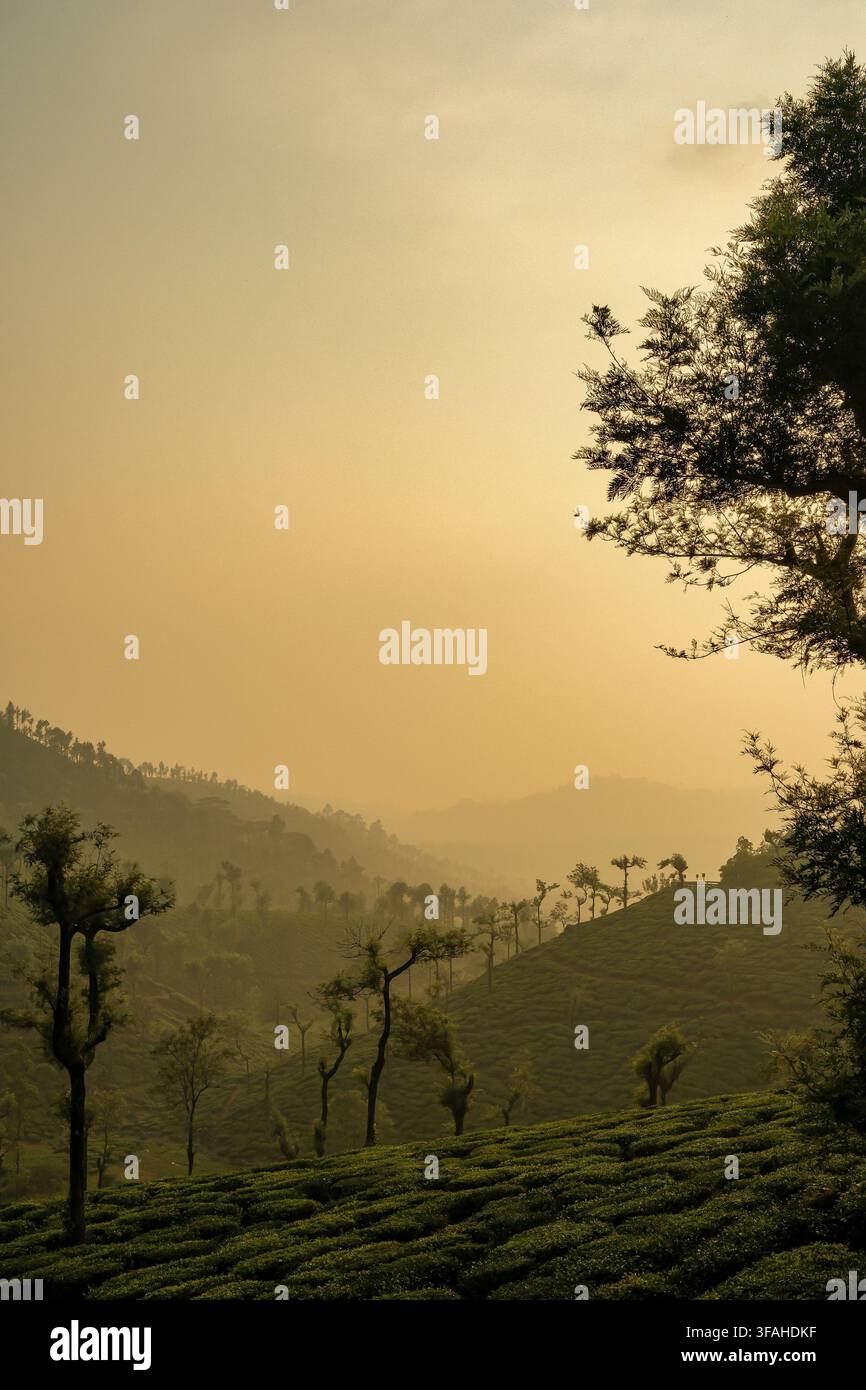Piantagione di tè con colline nebbiose durante l'ora dorata a Valparai, Tamil Nadu, India Foto Stock