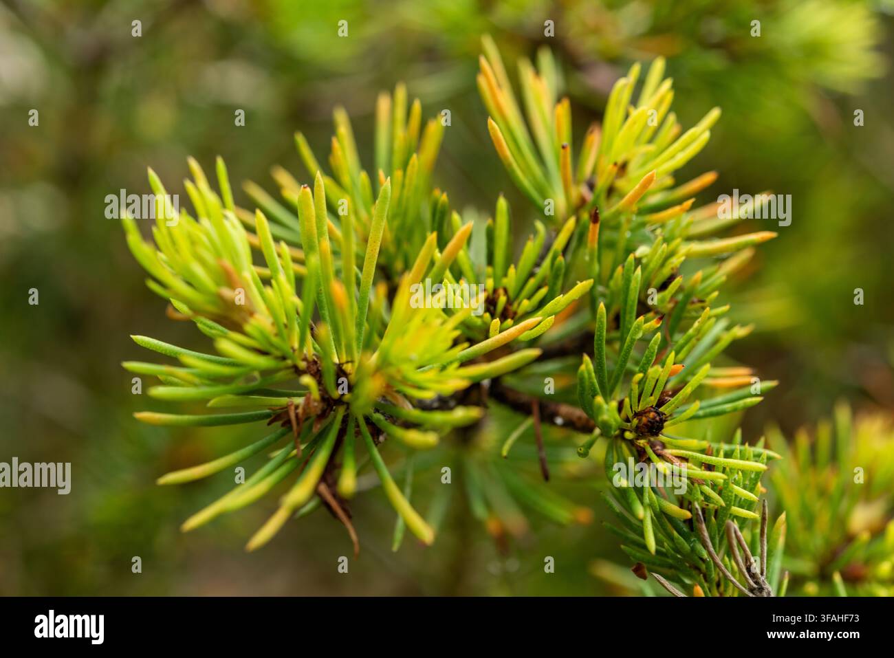 Melaleuca quadrifida (sin. Calothamnus quadrifidus), comunemente noto come spazzolino unilaterale o cespuglio filetrato cremisi Foto Stock