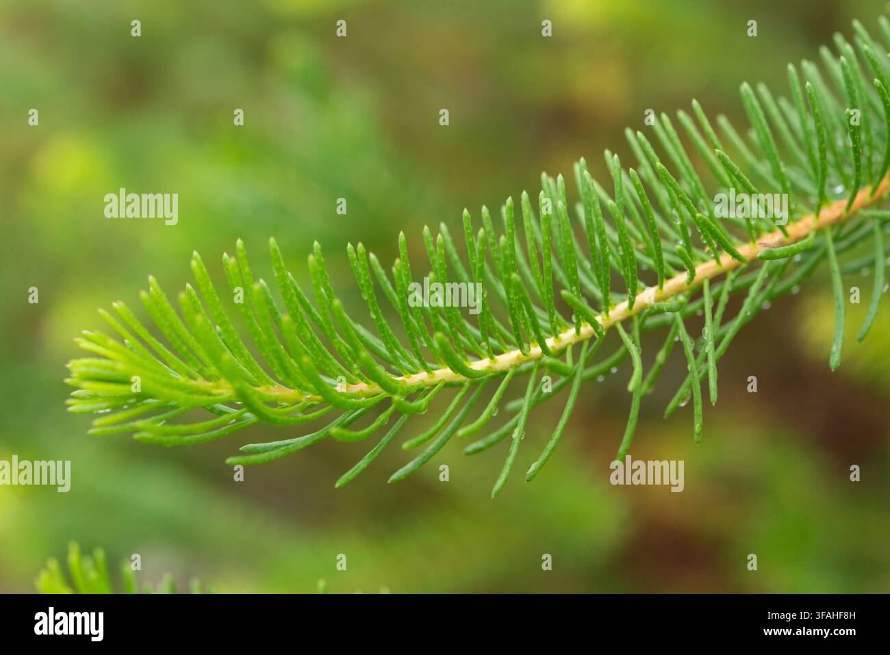 Melaleuca quadrifida (sin. Calothamnus quadrifidus), comunemente noto come spazzolino unilaterale o cespuglio filetrato cremisi Foto Stock