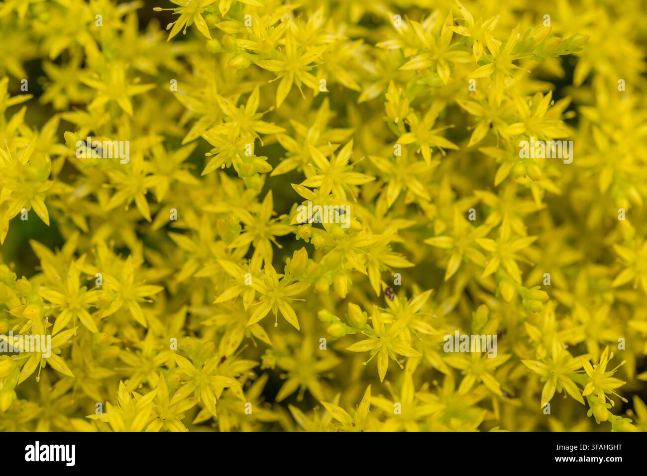 Tappeto di fiori gialli denso di sedum acre (Sedum acre) Foto Stock