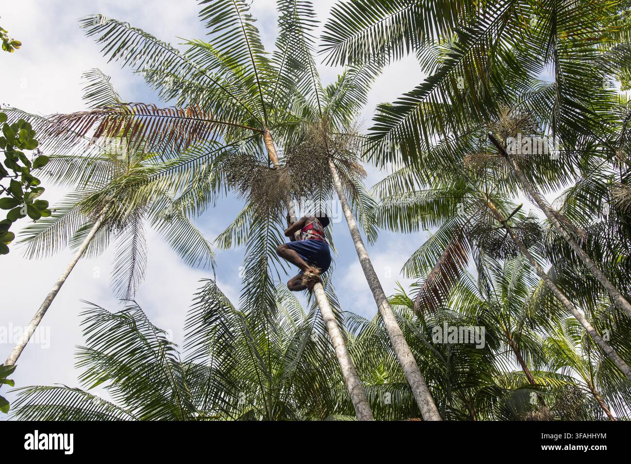 Raccoglitore con veleno che scalza una palma di açaí nella comunità quilombola di Mangabeira sull'isola di Ingapijó Foto Stock