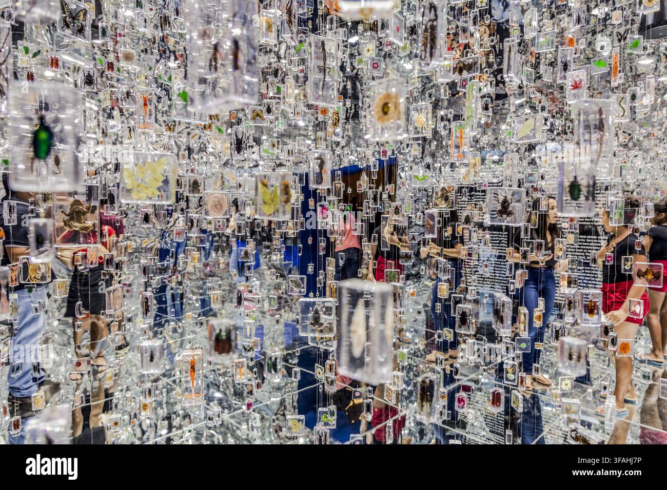 Sala degli specchi con campioni di insetti e piante nel Museo della Natura intorno al Parco Nazionale della Serra da Capivara Foto Stock