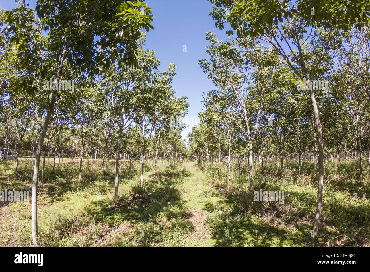 Heveculture - piantagione di alberi di gomma per la produzione di lattice Foto Stock