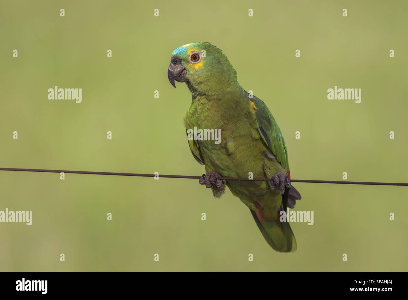 Vero pappagallo - anche chiamato juru-etê, curau, pappagallo, cetriolo di pappagallo, pappagallo greco, pappagallo baiano, tromba, mucca di pappagallo e baia Foto Stock