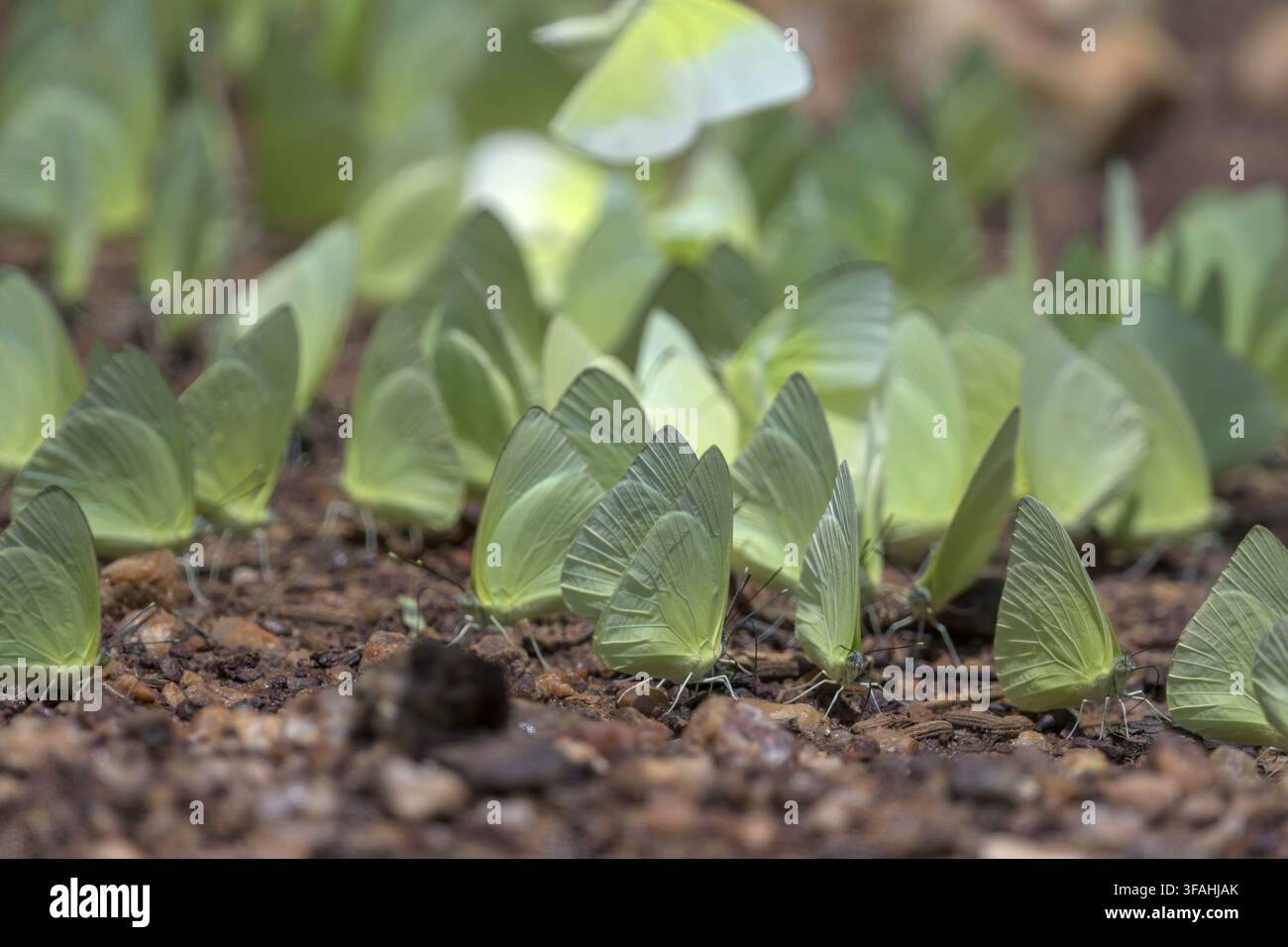 Farfalle che si nutrono a terra Foto Stock