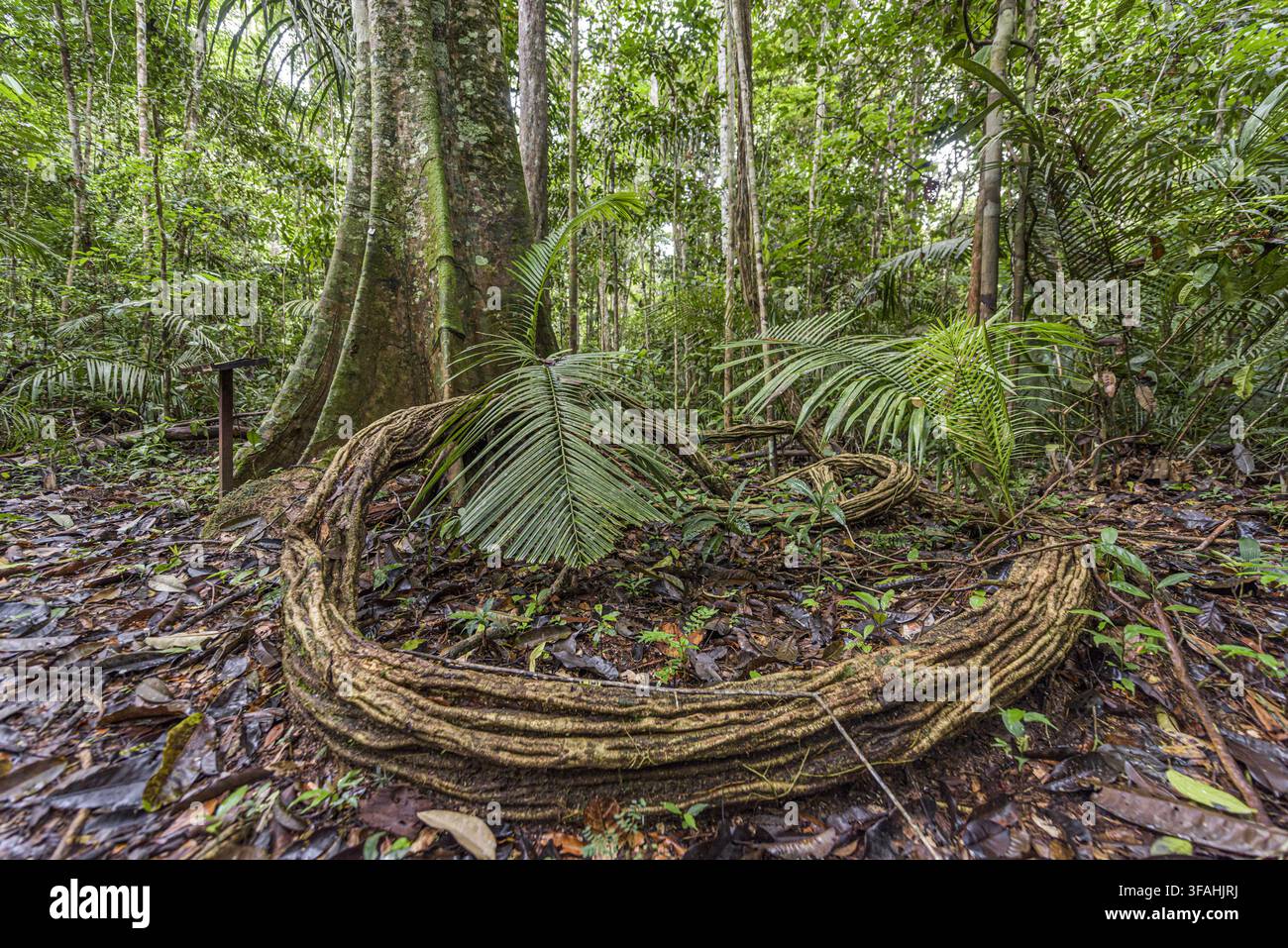 Foresta rigenerata in un'area di gestione forestale sostenibile esplorata 23 anni fa Foto Stock