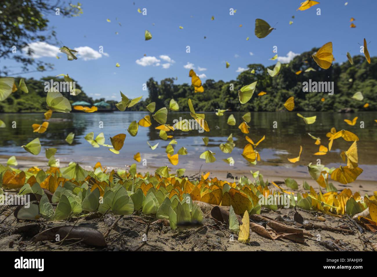 Le farfalle si nutrono di sali minerali sulla riva del fiume Cristalino - Riserva Naturale Privata del Patrimonio Cristalino (RPPN) Foto Stock