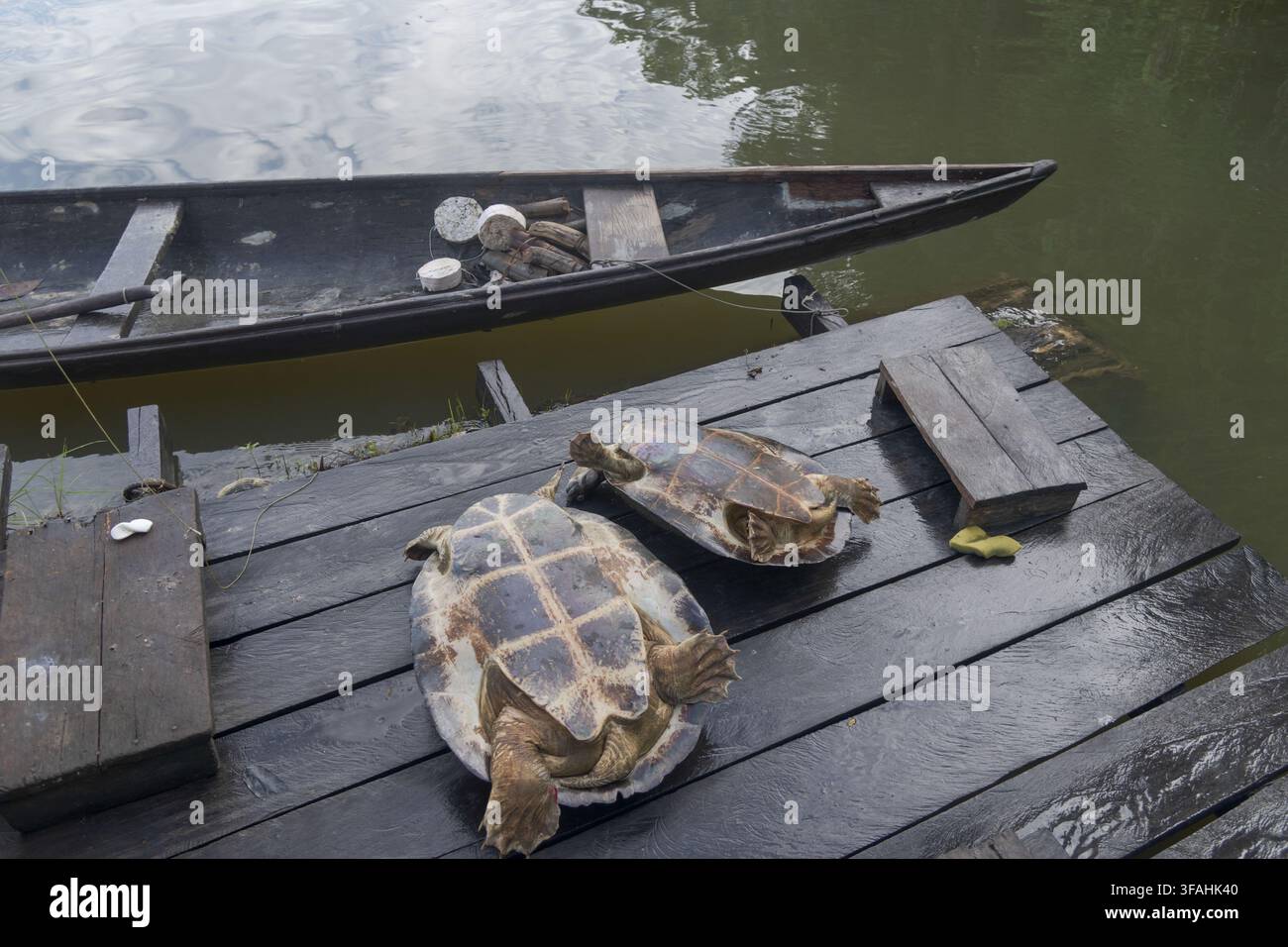 Tartarughe dell'Amazzonia catturate dai pescatori nel Lago Serrado – chiamate anche araú, bestiame amazzonico, jurará-açu e tartaruga amazzonica Foto Stock