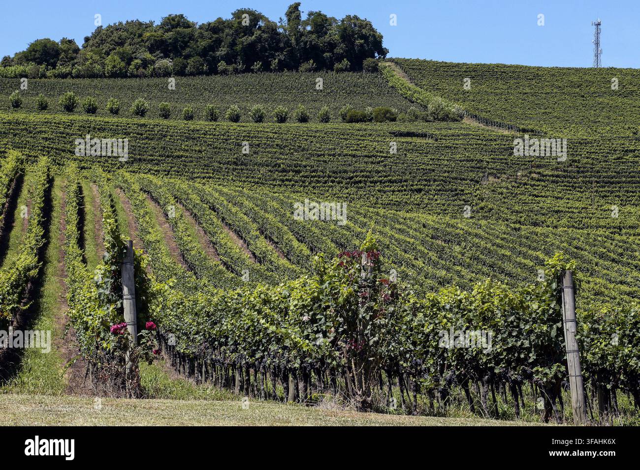 Piantagione di uva per la produzione di vino - Valle dei Vigneti Foto Stock