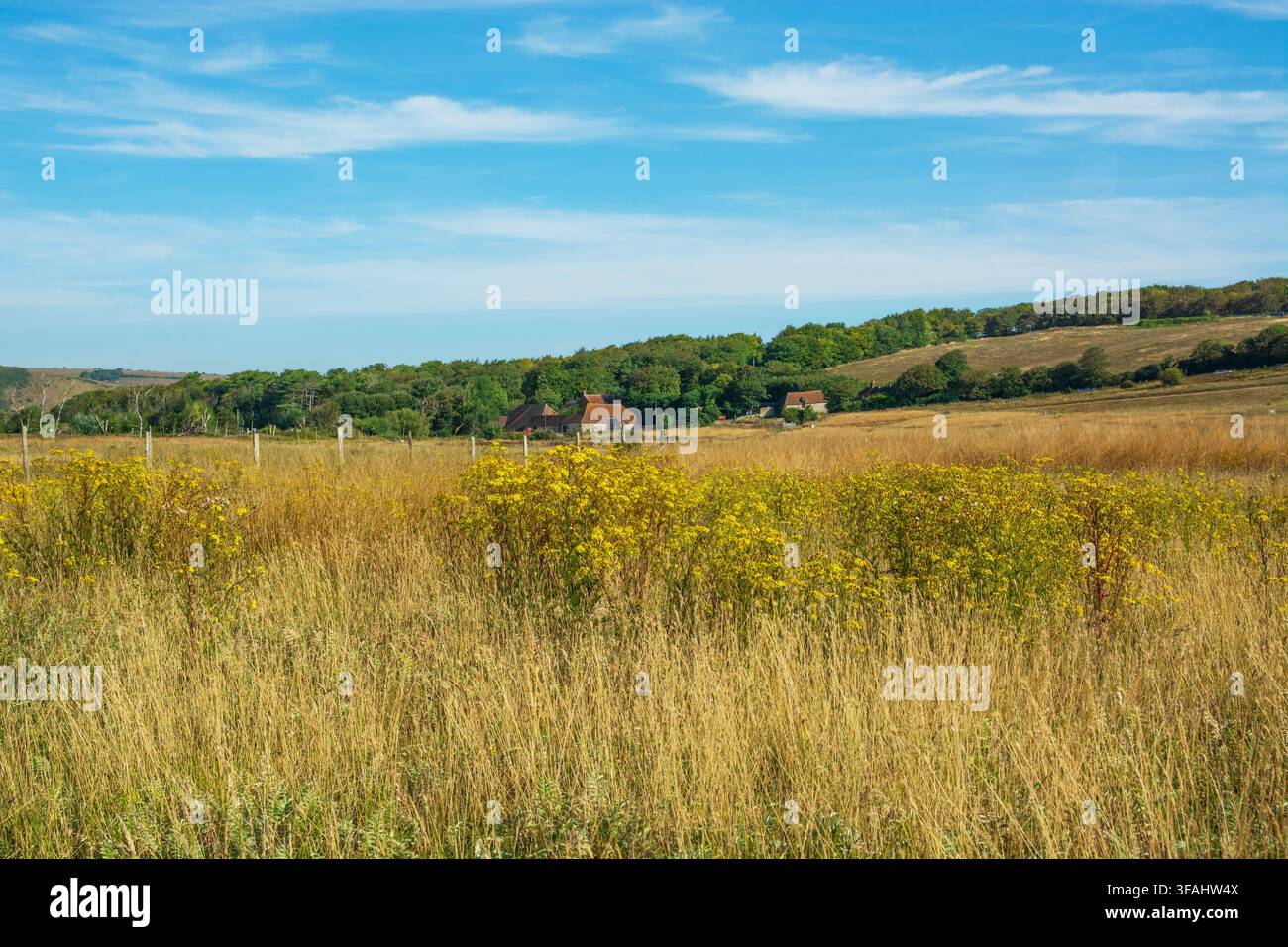 Seven Sister Country Park in una calda mattina di agosto con erbe secche e aride in primo piano, Cuckmere Haven, East Sussex, agosto, Regno Unito. Foto Stock