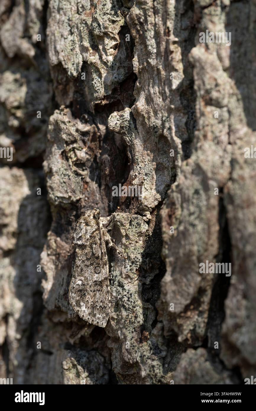 Erba nodosa Acronicta rumicis, vista di una falena imago mimetizzata contro la corteccia di una quercia, Nottinghamshire, Regno Unito, luglio Foto Stock
