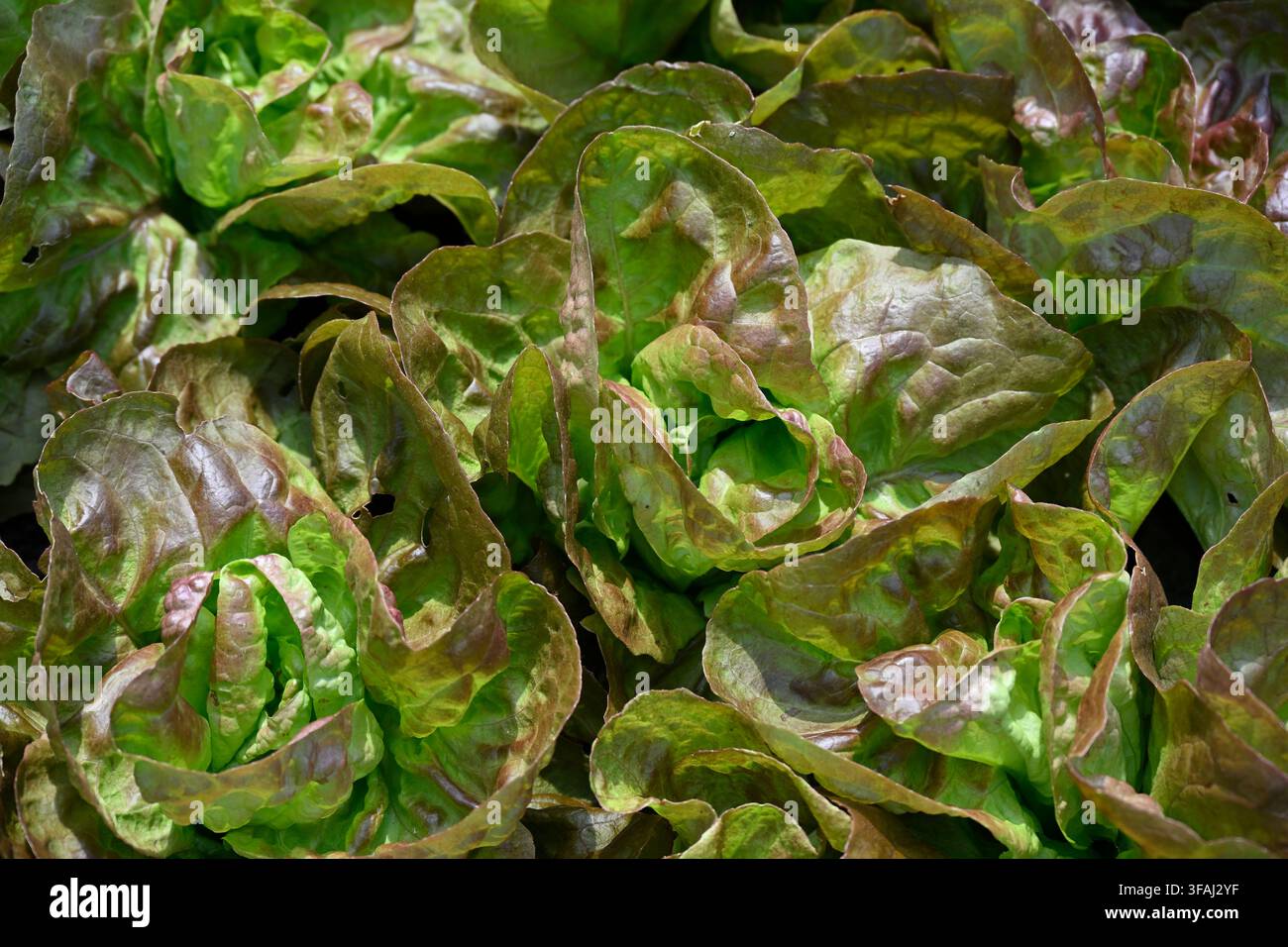Foglie colorate della lattuga, Lactuca sativa 'Meraviglia delle quattro stagioni' che cresce in un giardino del Regno Unito a maggio Foto Stock