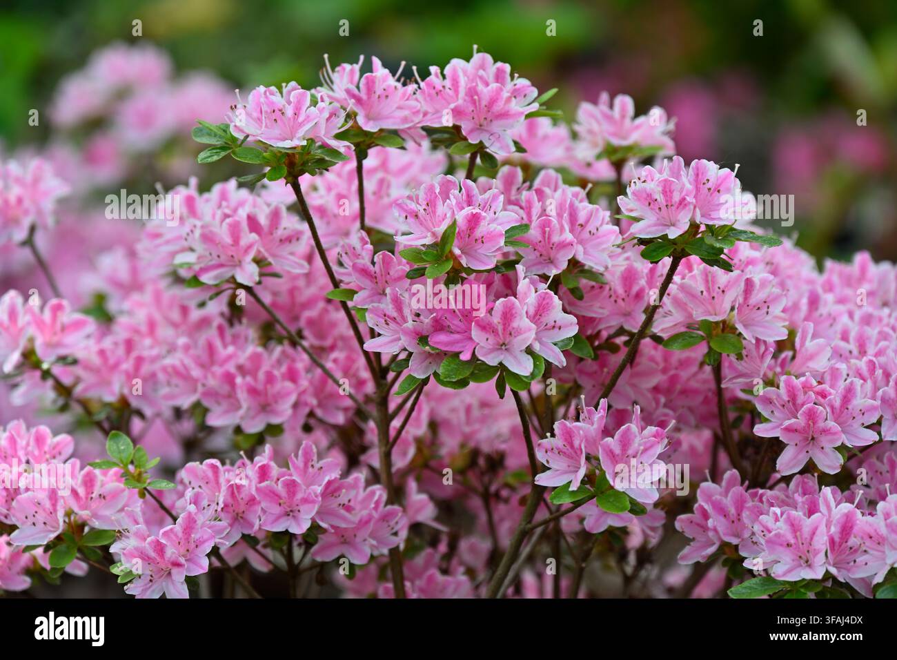 Fiori rosa e bianchi di azalea sempreverde, rododendro 'Kermesinum Rosé' che cresce in un giardino del Regno Unito a maggio Foto Stock