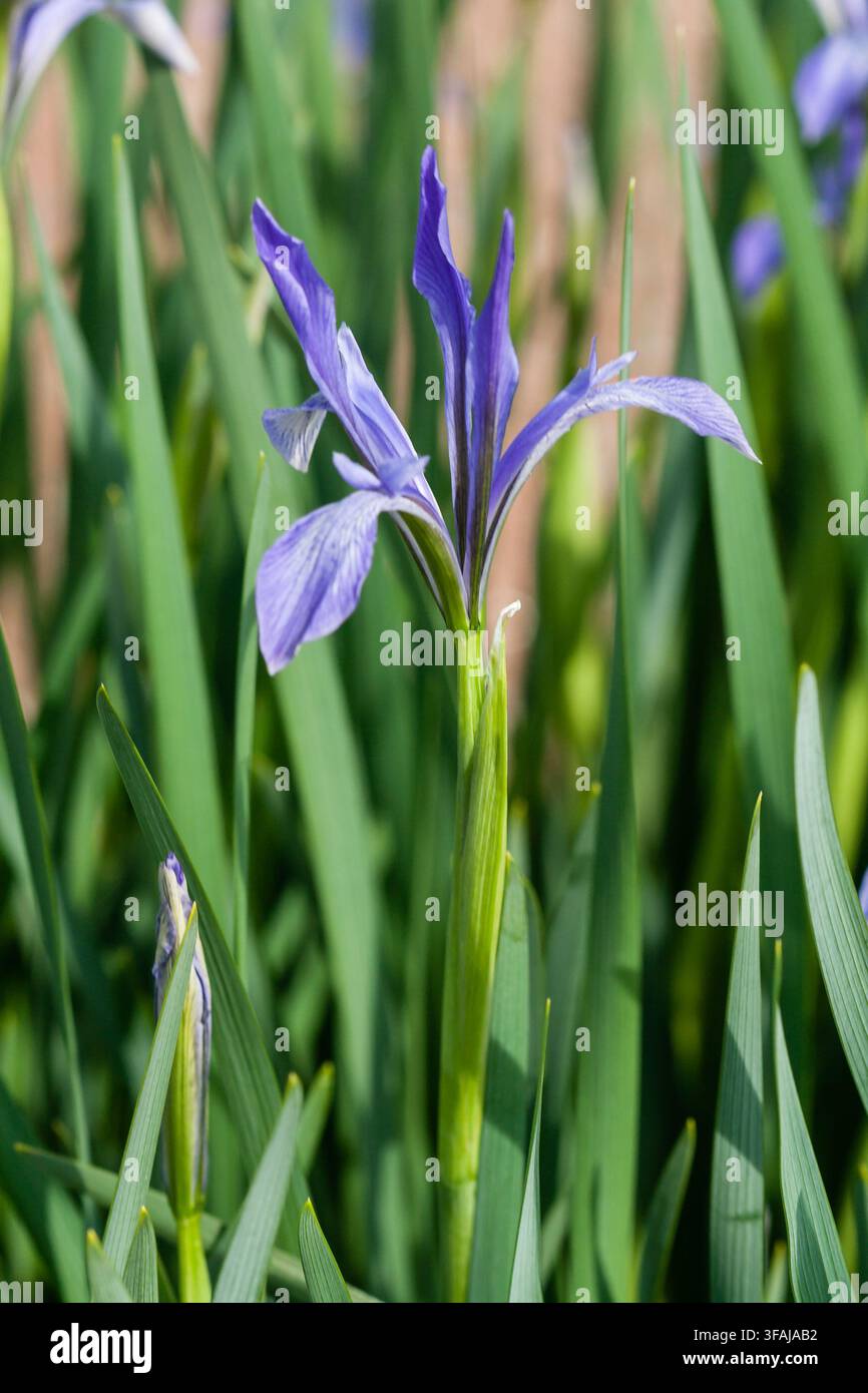 Iris in fiore di colore lilla Foto Stock