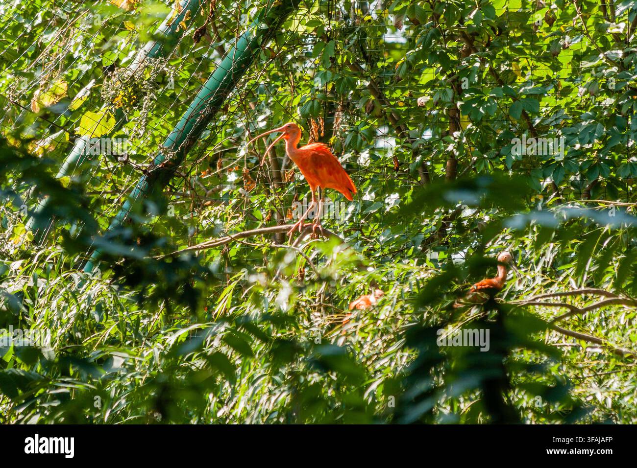 Ibis rosso si crogiola al sole Foto Stock