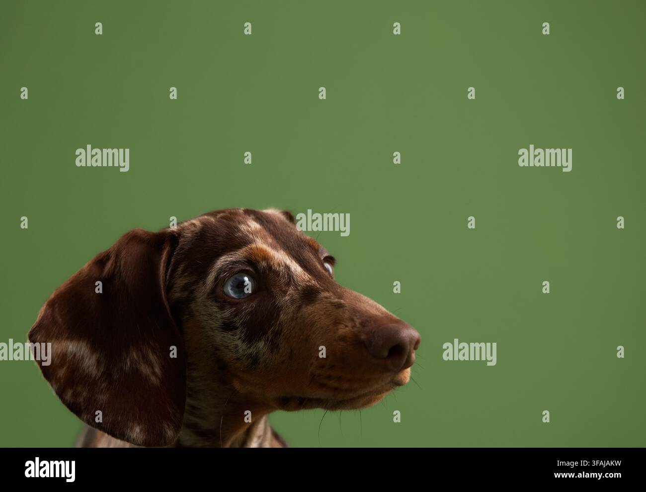 Cucciolo di bassotto in miniatura merle guarda di lato su uno sfondo verde in studio con ampio spazio di copia. La composizione commerciale pulita è ideale per Foto Stock