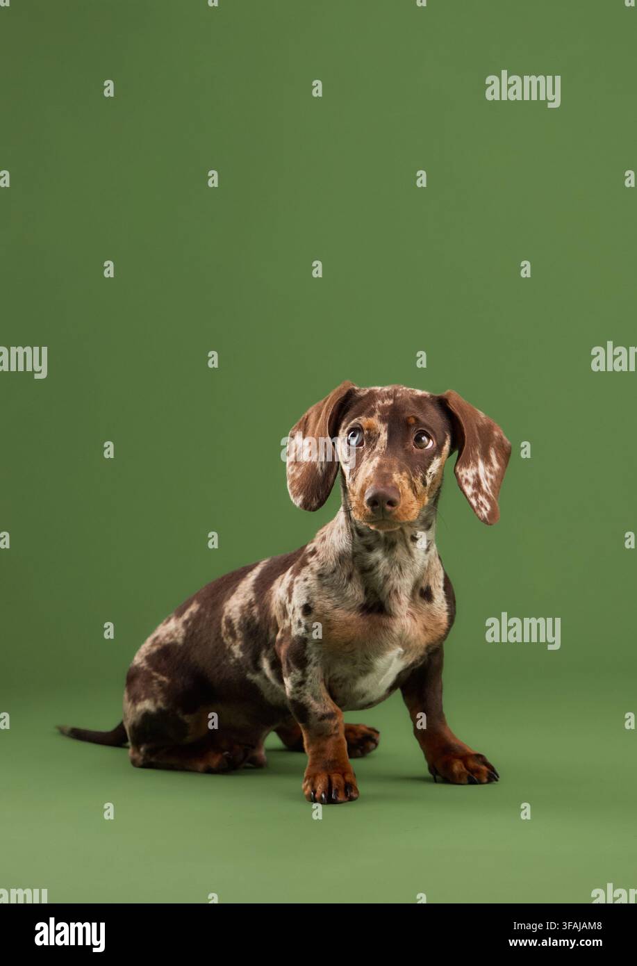 Cucciolo di bassotto in miniatura merle seduto attentamente su uno sfondo verde senza cuciture e pulito. La composizione semplice è ideale per immagini commerciali di animali e stile di vita Foto Stock