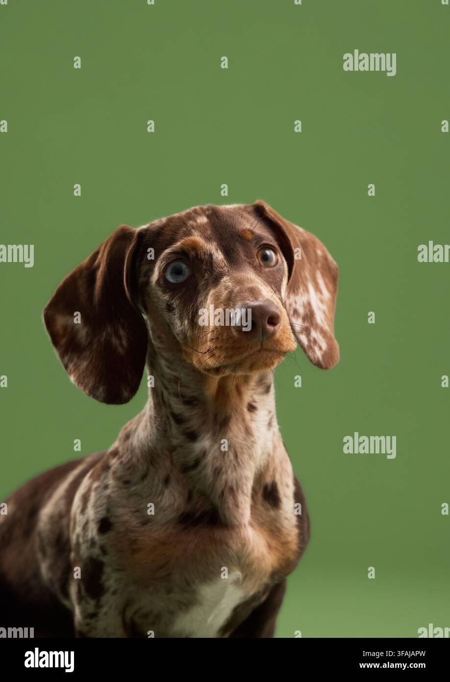 Adorabile cucciolo di bassotto in miniatura merle in posa su uno sfondo verde pulito dello studio. Il contrasto di colori vivaci crea un'atmosfera fresca, moderna e versatile Foto Stock